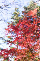 秋にみれる真っ赤な紅葉