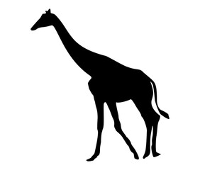 giraffe isolated on white background