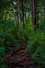 Fototapeta premium A dense tropical forest with various vibrant green plants and a small wooden path.