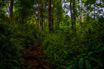 A winding path through a lush green forest with tall trees.
