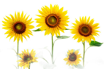 Variety of sunflowers with multiple blooming stages and green leaves on transparent background