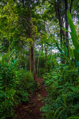 Fototapeta premium A winding path through a lush green forest with tall trees.