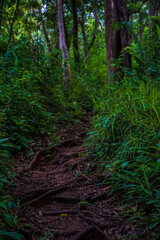 A winding path through a lush green forest with tall trees.
