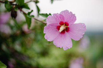 아름다운 무궁화