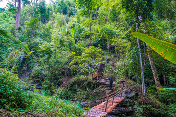 Obraz premium A narrow wooden bridge and staircase winding through dense, lush green forest.