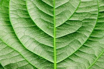 green leaf texture background