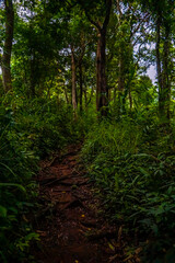 A lush green forest path surrounded by towering trees and dense foliage.