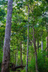 Fototapeta premium A dense forest with tall trees and abundant greenery.