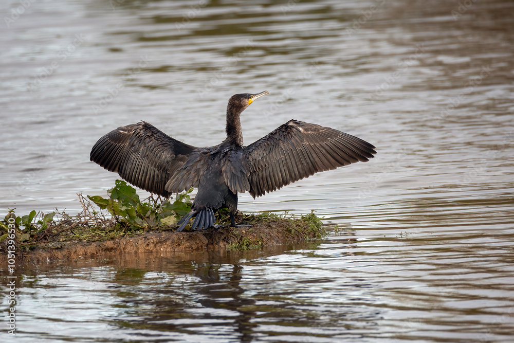 Poster A view of a cormorant by the waters edge. It has its wings spread as it dries them in the breeze. Water forms the background