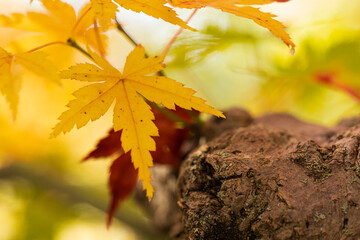 赤色と緑色のもみじの葉を背景にした黄色く紅葉したもみじの葉と木の幹