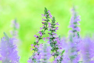 Obraz premium Macro Series : Salvia farinacea flower with natural background