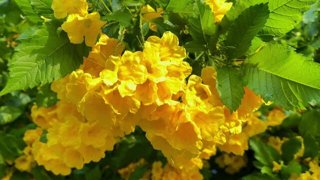 Beautiful Yellow Tecoma stans flowers commonly known yellow bells blown by the wind