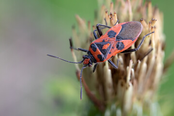 Zimtwanze - Corizus hyoscyami