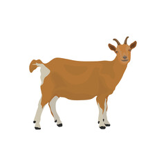 Vector illustration of brown goat in cartoon flat style. Goat animal isolated in white background. Female and male nubian goat in different poses. Icon for logo, infographic, digital resources
