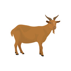 Fototapeta premium Vector illustration of brown goat in cartoon flat style. Goat animal isolated in white background. Female and male nubian goat in different poses. Icon for logo, infographic, digital resources