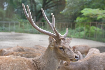 Obraz premium raising deer