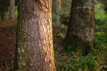 Close-up view of a tree trunk in a forest, with sunlight casting a soft, warm glow on its textured bark. The background shows a blurred, lush forest setting, highlighting nature’s tranquility.