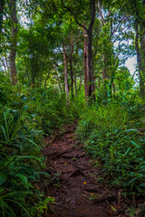 A view through lush green foliage in a dense forest.