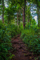 Obraz premium A winding path through a lush green forest with tall trees.
