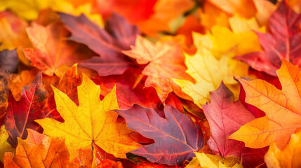 Fototapeta premium Close-up of vivid autumn maple leaf textures, vibrant reds, oranges, and yellows, with a clear, soft-focus copy space on one side, sharp details macro photography style, ideal for seasonal advertising