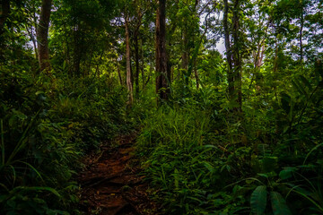 A forest trail surrounded by dense greenery.