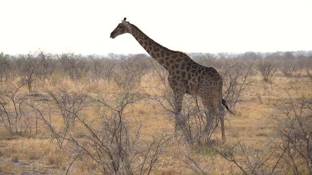 Giraffe walking s in the Etosha National Park in Namibia in Africa.