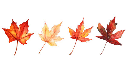 Fototapeta premium A vibrant red maple leaf isolated on a white background, capturing the essence of autumn with its colorful foliage