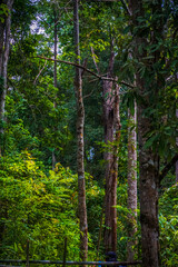 Obraz premium A view through lush green foliage in a dense forest.