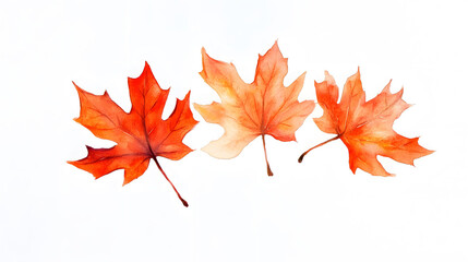 Fototapeta premium A vibrant red maple leaf isolated on a white background, capturing the essence of autumn with its colorful foliage