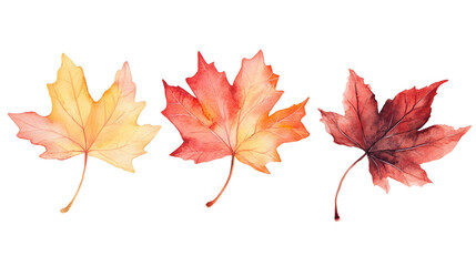 Fototapeta premium A vibrant red maple leaf isolated on a white background, capturing the essence of autumn with its colorful foliage