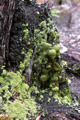 Ferns and mushrooms in the forest