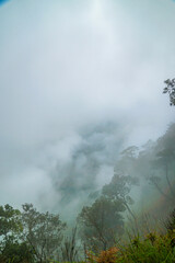 A misty forest landscape with tall trees and lush greenery.