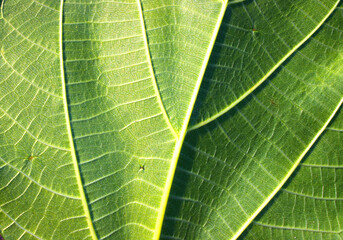  Green Leaf Texture Backgrounds for Botanical Themed Designs