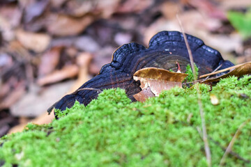 Fototapeta premium Ferns and mushrooms in the forest
