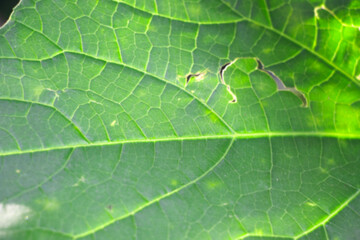  Green Leaf Texture Backgrounds for Botanical Themed Designs