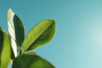 Green leaves reaching for the bright blue sky