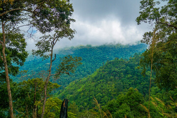 Obraz premium A misty forest with lush greenery and tall grasses under a cloudy sky.