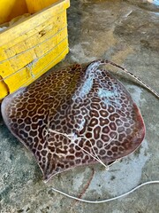 Leopard Whipray or Leopard Stingray (Himantura Leoparda) caught in fishing line. So named due to it's leopard spot markings. This is a rare and little known stingray and has a venomous whip.