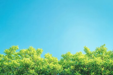 Fototapeta premium Vibrant green treetops clear blue sky