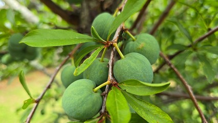 Green unripe plum on the branch of a tree among bright leaves