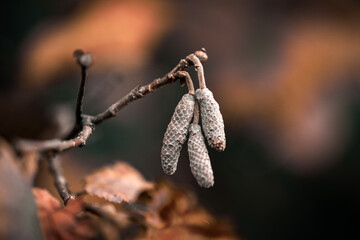 Trois fruits du noisetier suspendu sur une branche en automne