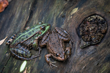 Grenouille sur un tronc de bois en automne