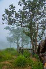 Obraz premium A misty mountain landscape.