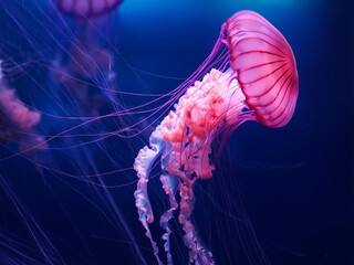 Natural background of pink jellyfish