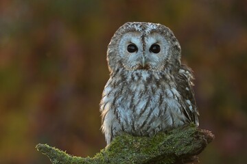 Tawny owl Strix aluco bird young northern long-eared owl feather dusty fluff wild nature lesser horned cat, beautiful animal, lovely animal, bird watching ornithology, fauna wildlife sweet Europe