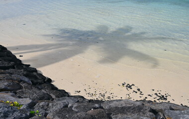 Gorgeous palm tree reflection in clear ocean water on Mauritius beach.