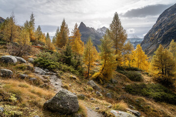 For&ecirc;t de m&eacute;l&egrave;zes jaunes dans le Val Ferp&egrave;cle dans les Alpes Suisse. au milieu des montagnes et des glaciers