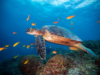Underwater photo of a swimming Galapagos tortoise with small colorful fish