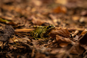 Frog on a Forest Floor with Leaves