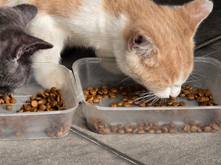 Cat eats from a bowl of dry food.